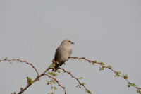 Syokimau Airport Road